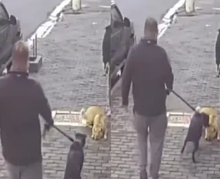 Pitbull ataca cadela que descansava durante passeio; veja vídeo