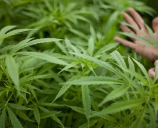 Uso da cannabis medicinal ainda enfrenta barreiras no Brasil - Imagem