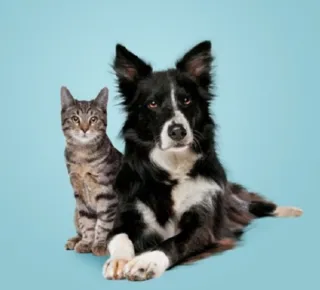 Aprenda a escolher a melhor hospedagem para o seu animal - Imagem