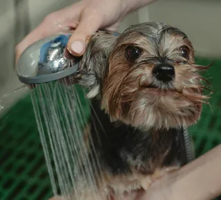 Este é o erro que você pode estar cometendo ao dar banho no seu cachorro - Imagem