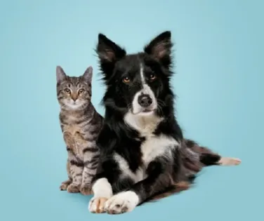 Aprenda a escolher a melhor hospedagem para o seu animal - Imagem