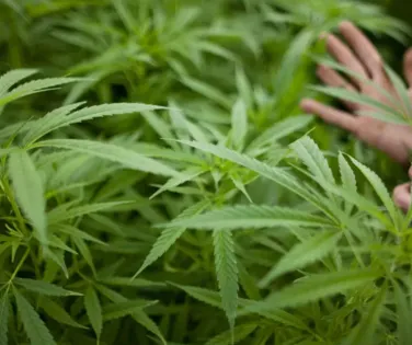 Uso da cannabis medicinal ainda enfrenta barreiras no Brasil - Imagem