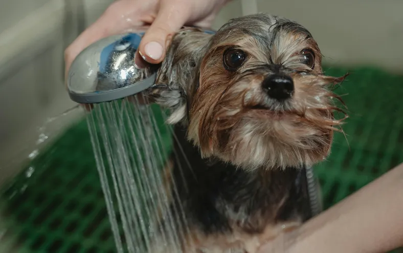 Este é o erro que você pode estar cometendo ao dar banho no seu cachorro - Imagem
