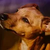 Dia do cachorro SRD: "caramelos" e vira-latas são preferência nos lares brasileiros - Imagem