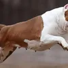 Governo aprova lei e proíbe circulação de cães pitbull - Imagem
