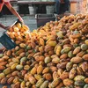 Oeste baiano sedia maior evento da cacauicultura brasileira - Imagem