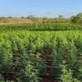 200 mil pés de maconha são destruídos pela PM em operação na Bahia imagem