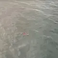 Aquaman? Suspeito de tráfico tenta fugir da polícia e é capturado em alto mar imagem