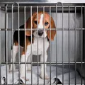 Brasil proíbe testes em animais para cosméticos; veja novas regras imagem