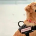 Cães de serviço alertam donos e salvam vidas de pessoas com diabetes imagem
