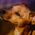 Dia do cachorro SRD: "caramelos" e vira-latas são preferência nos lares brasileiros imagem