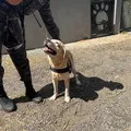 Cães trabalhadores ajudam PM a encontrar droga e pessoas desaparecidas imagem