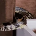 Cobra de 2 metros é encontrada dentro de berço de bebê imagem
