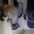 Cobra de 2 metros é capturada em área residencial na RMS; veja vídeo imagem