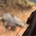 Cavalo que teve as pernas cortadas estava vivo no momento, diz delegado imagem