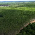 Crises climáticas pressionam setor de celulose a ampliar clones de Eucalipto imagem