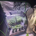 Estufas com maconha são descobertas em apartamento no Rio Vermelho imagem