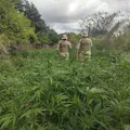 Fogo? Mais de 1.800 pés de maconha são destruídos pela PM na Bahia imagem