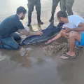 Golfinho é encontrado ferido em praia de Salvador imagem