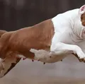 Governo aprova lei e proíbe circulação de cães pitbull imagem