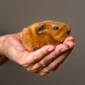 Hamsters: saiba se animais são pets e realmente indicados para crianças imagem