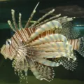 Invasor! Peixe venenoso e com 18 espinhos é encontrado no sul da Bahia imagem