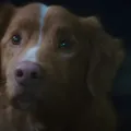 Terror animal: confira filmes assustadores que colocam bichos nos holofotes imagem
