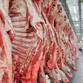 Tarifaço: chegada de mosca carnívora nos EUA pode mudar destino do Brasil imagem