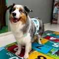 Terapia com pets oferece conforto a pacientes de hospital de Salvador imagem