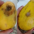 Tirar um pedaço da fruta que está estragada e comer o resto faz mal? imagem