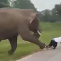Turista tenta tirar selfie com elefante é pisoteado pelo animal imagem