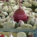 Bahia estende alerta contra circulação do vírus H5N1 imagem