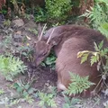 Veado silvestre atacado por cães é resgatado na Chapada Diamantina imagem