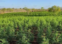200 mil pés de maconha são destruídos pela PM em operação na Bahia