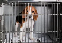 Brasil proíbe testes em animais para cosméticos; veja novas regras imagem