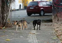 Cães de rua causam guerrano sertão, dos produtores contra eles