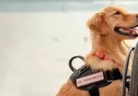 Cães de serviço alertam donos e salvam vidas de pessoas com diabetes