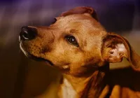 Dia do cachorro SRD: "caramelos" e vira-latas são preferência nos lares brasileiros imagem