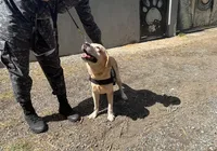 Cães trabalhadores ajudam PM a encontrar droga e pessoas desaparecidas