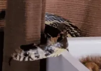 Cobra de 2 metros é encontrada dentro de berço de bebê imagem