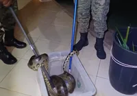 Cobra de 2 metros é capturada em área residencial na RMS; veja vídeo imagem
