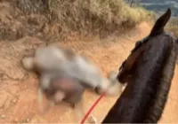 Cavalo que teve as pernas cortadas estava vivo no momento, diz delegado imagem