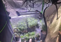 Estufas com maconha são descobertas em apartamento no Rio Vermelho