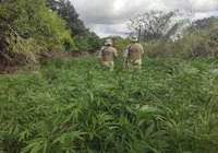 Fogo? Mais de 1.800 pés de maconha são destruídos pela PM na Bahia