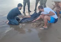 Golfinho é encontrado ferido em praia de Salvador imagem