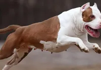 Governo aprova lei e proíbe circulação de cães pitbull imagem