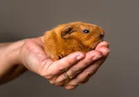 Hamsters: saiba se animais são pets e realmente indicados para crianças imagem