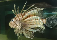 Invasor! Peixe venenoso e com 18 espinhos é encontrado no sul da Bahia imagem