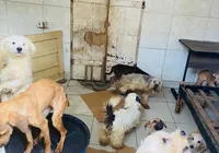 Mulher mantinha 60 animais entre cães e gatos em Feira de Santana