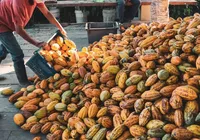 Oeste baiano sedia maior evento da cacauicultura brasileira imagem
